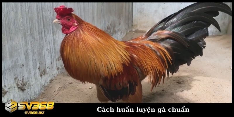 Cách huấn luyện gà chọi chuẩn vần hơi vần đòn