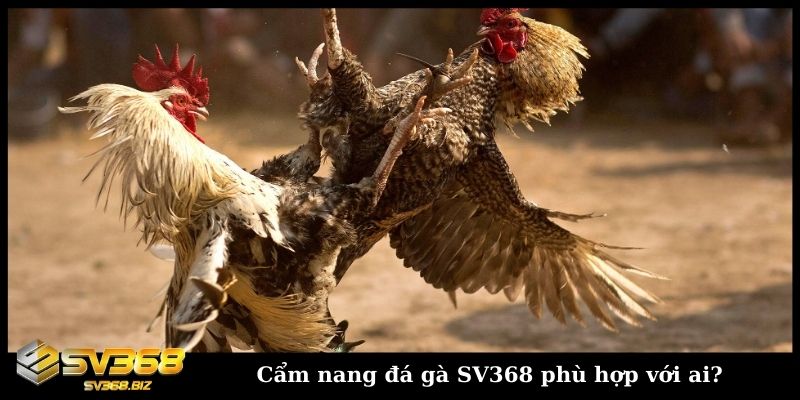Cẩm nang đá gà SV368 cho mọi người chơi chuẩn như SGK 1 Cẩm nang đá gà SV368 phù hợp với ai?