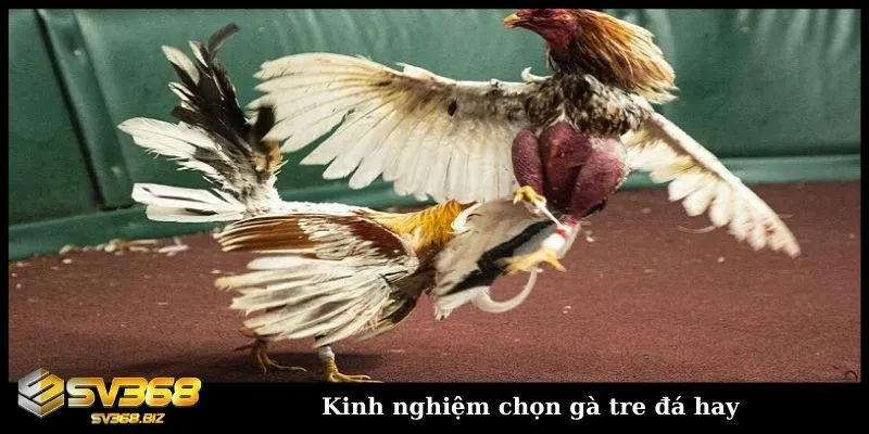 Khám phá chi tiết về hình thức đá gà tre Thomo hấp dẫn 3 Chia sẻ kinh nghiệm chọn gà tre đá hay