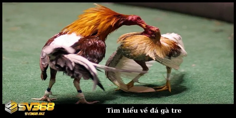 Khám phá chi tiết về hình thức đá gà tre Thomo hấp dẫn 1 Tìm hiểu về hình thức đá gà tre