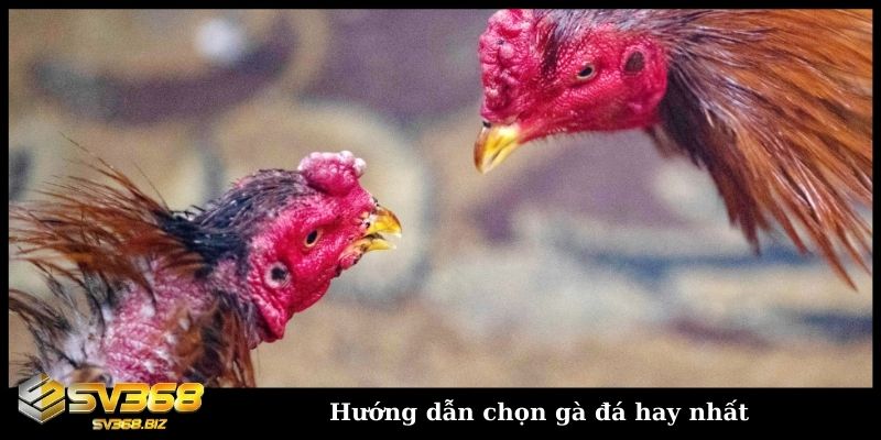 Hướng dẫn chọn gà chọi đá hay qua tướng và vảy