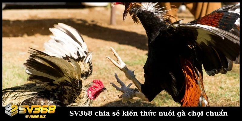 Blog đá gà SV368 chia sẻ kiến thức nuôi gà chọi chuẩn