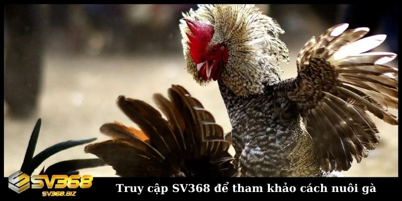 Truy cập SV368 xem đá gà trực tiếp học lối đá